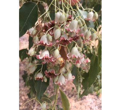 Брахіхітон різнолистий, пляшкове дерево ( Brachychiton populneus)